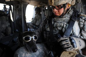 Army Service Dog