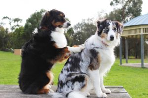 Therapy Dog