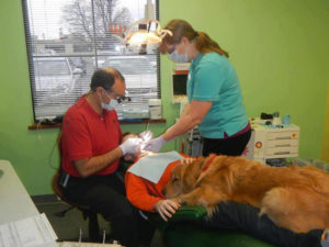 Dog at the Dentist