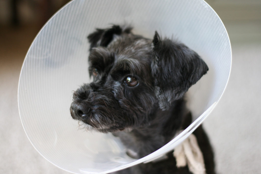 Snoodle wearing dog cone