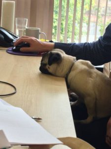 French Bulldog in office