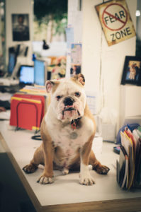 bulldog on desk