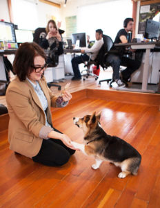 Corgi in the office