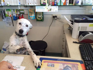 Dalmation in office