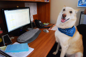 Labrador in office