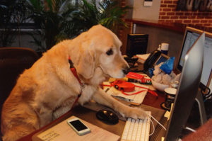 Labrador at Desk