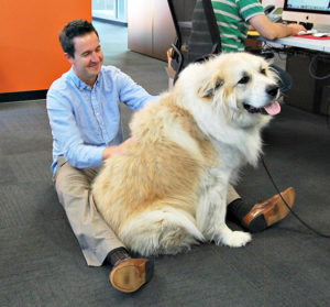 St Bernard in the office