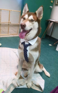 Malamute in Shirt and Tie