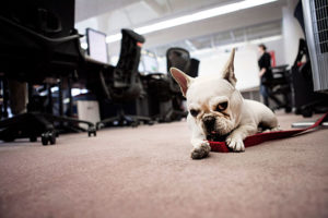 French Bulldog in office