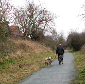 cycling with dog