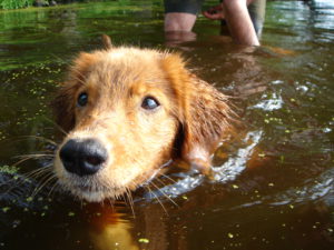 dog swimming