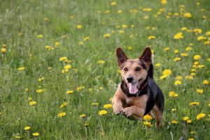 dog running in a field