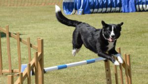 agility classes