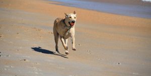 Dog on Beach