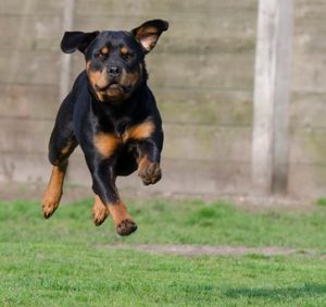 rottweiler running 