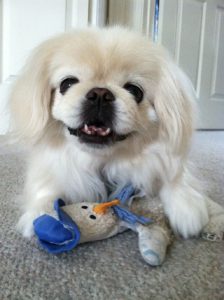 happy pekinese