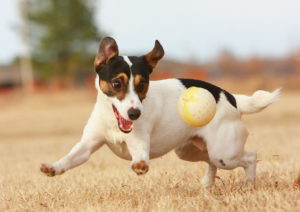 Jack Russell with Ball