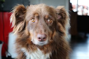 Australian Collie Naughty Dog