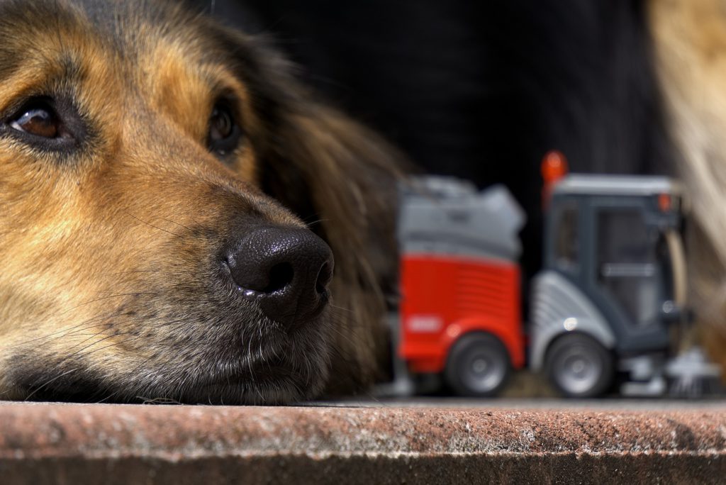 Dog with nose to train