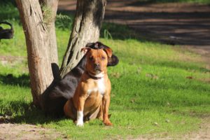 staffy with mate