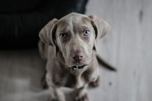 Weimaraner looking sad