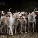 Pack of Beagles