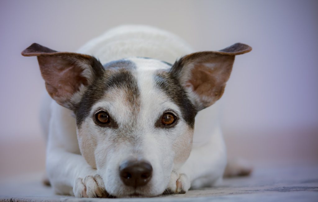 Focused Terrier 