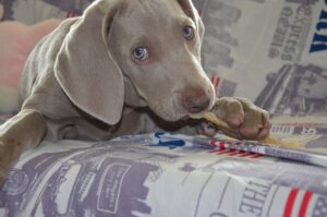 Sad Weimaraner