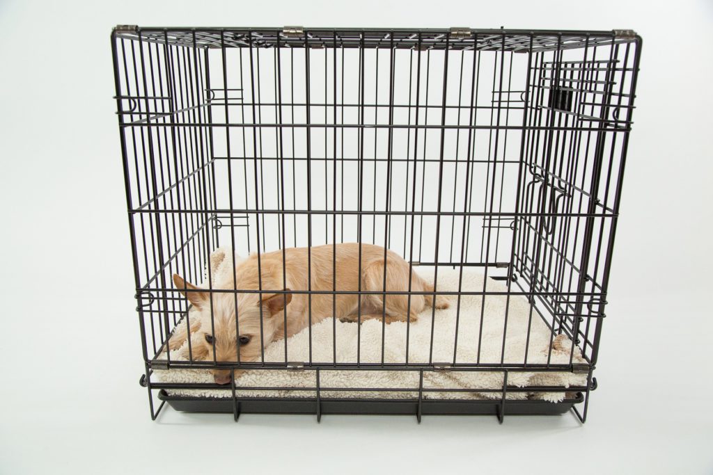 Dog in Crate