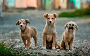 3 small terriers