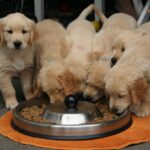 Golden Retriever Puppies