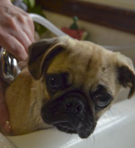 Pug having a bath