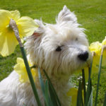 West Highland In Daffs