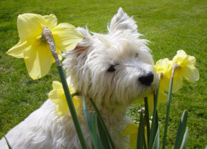 West Highland In Daffs