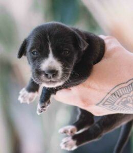 Single newborn puppy