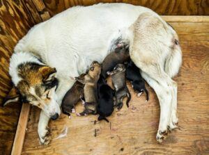 Mum and puppies