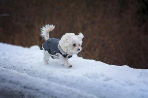 Pomeranian in a coat