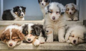 Litter of puppies