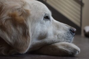 Bored Labrador